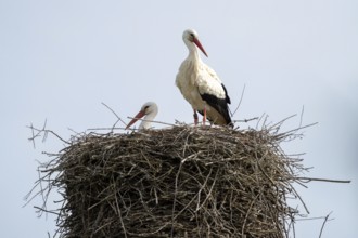 Two storks (Ciconia ciconia) carefully guarding their nest. Trebur, Groß-Gerau, Hesse, Germany