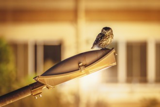 A little owl (Athene noctua) on a street lamp. Akcay, Balikesir, Turkey