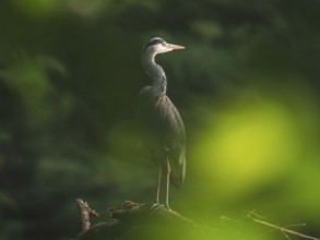A grey heron (Ardea cinera) stands majestically on a branch, surrounded by soft, green light in the