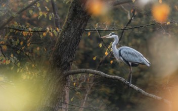Autumn colours frame grey heron (Ardea cinerea) . Jacobiweiher, Frankfurt am Main, Hesse, Germany