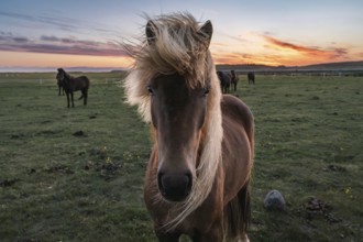 Icelandic horses (Equis ferus caballus) at dusk. Reykjavik, Iceland