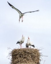 Stork (Ciconia ciconia) on a nest. Trebur, Groß-Gerau, Hesse, Germany