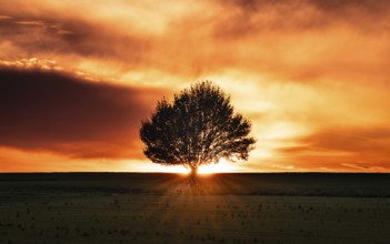 Lonely tree behind a glowing evening sky. Grävenwiesbach, Taunus, Hesse, Germany