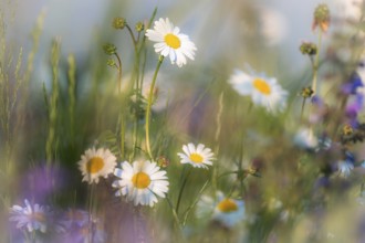 Daisies bloom on a colourful summer meadow. Bad Homburg Castle Park. Hesse, Germany