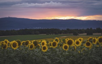 Sunflower field in the evening light. Preungesheim -Frankfurt am Main, Hesse, Germany