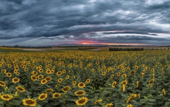 Sunflowers defy storm and thunderclouds. Preungesheim, Frankfurt am Main, Hesse, Germany