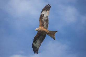 Red kite (Milvus milvus), Mecklenburg-Western Pomerania, Germany