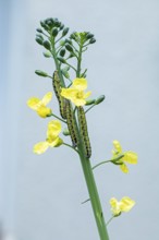 Caterpillars, Cabbage butterfly (Pieris brassicae) on a broccoli plant, Sieversen, Rosengarten,