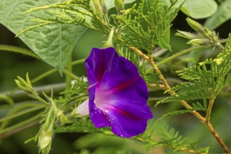 Flower, purple funnel bindweed (Ipomoea purpurea), Sieversen, Rosengarten, Lower Saxony, Germany