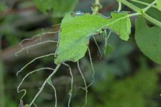 Leaf wasp larvae feeding on a willow leaf (Salix caprea), Sieversen, Rosengarten, Lower Saxony,