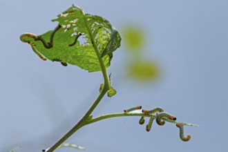 Leaf wasp larvae feeding on a willow leaf (Salix caprea), Sieversen, Rosengarten, Lower Saxony,