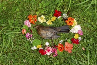 Flower decoration for dead blackbird (Turdus merula), blackbird death, Sieversen, Rosengarten,
