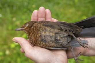 Woman holding a dead blackbird (Turdus merula), blackbird death, Sieversen, Rosengarten, Lower