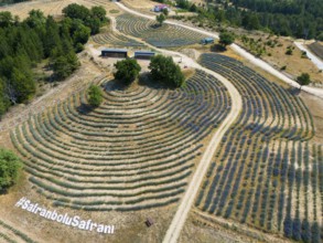 Hilly landscape with undulating lavender and corn fields, photographed from above, aerial view,
