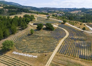 Aerial view of undulating lavender fields in a hilly landscape, aerial view, Safranbolu Safrani,