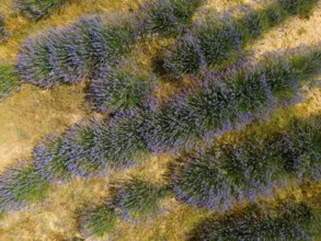 Close-up of lavender bushes showing the structure and colour of the plants, aerial view, Safranbolu