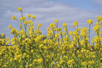 Rape blossom (Brassica napus), Münsterland, North Rhine-Westphalia, Germany