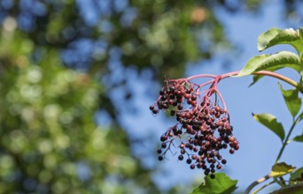 Black elderberry (Sambucus nigra BLACK LACE), fruit stand, North Rhine-Westphalia, Germany