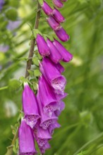 Foxglove (Digitalis purpurea), Province of Groningen, Netherlands