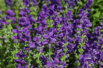 Crested sage (Salvia viridis, Salvia horminum), North Rhine-Westphalia, Germany