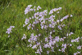 Meadow foamwort (Cardamine pratensis), Münsterland, North Rhine-Westphalia, Germany
