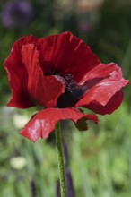Garden poppy (Papaver), Münsterland, North Rhine-Westphalia, Germany