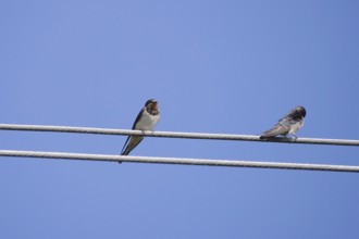 Swallows in front of a blue summer sky, August, Germany