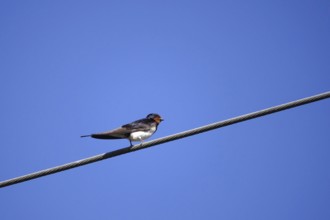 Swallow in front of a blue summer sky, August, Germany
