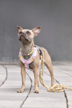 Blue fawn French Bulldog with long healthy nose and tail wearing a y-shaped dog harness, leash and