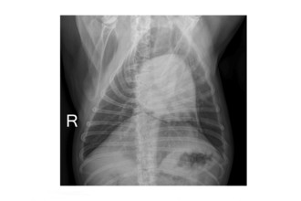 Veterinary lung X-ray of French Bulldog dog used for medical diagnosis