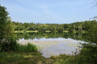 Scenic view of Waldsee forest lake in Viernheim, Germany on a sunny day surrounded by nature