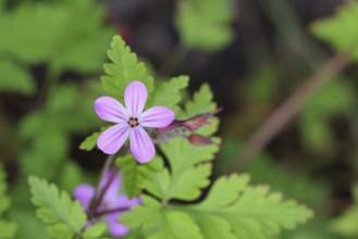 Stinking cranesbill (Geranium robertianum), herb Robert, Ruprechtskraut (Geranium robertianum),