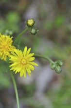 Meadow peony (Crepis biennis), yellow flower by the wayside, Wilnsdorf, North Rhine-Westphalia,