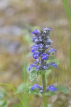 Blue bugle (Ajuga reptans), inflorescence in a meadow, Wilnsdorf, North Rhine-Westphalia, Germany