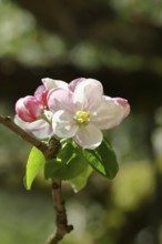 Apple blossoms (Malus), red still closed blossoms and white opened blossom with bokeh in the