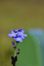Marsh forget-me-not (Myosotis palustris), true forget-me-not in bloom in spring, Wilnsdorf, North