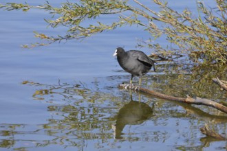 Eurasian Coot, coot rail, (Fulica atra), standing on a branch of a fallen tree on the lakeshore,