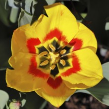 Tulip (Tulipa), red-yellow flower, pistil and stamens in a tulip calyx, Wilnsdorf, North