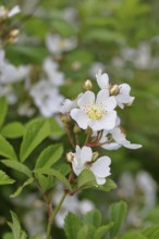 Bibernell rose (Rosa spinosissima L., syn.: Rosa pimpinellifolia L.), also called dune rose, earth