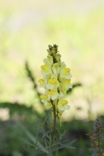 Common toadflax, also known as common toadflax, Chaenorhinum minus and lady's flax, (Linaria