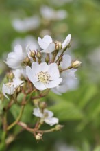 Bibernell rose (Rosa spinosissima L., syn.: Rosa pimpinellifolia L.), also called dune rose, earth