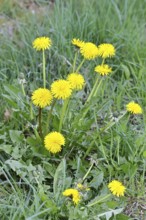Dandelion (Taraxacum), a group of yellow flowers in a meadow, spring, Wilnsdorf, North