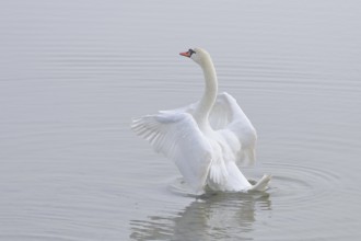 Mute swan (Cygnus olor) swimming in the water, flapping its wings, Chiemsee, Prien, Bavaria,