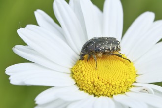 Rose chafer (Cetonia aurata), on a flower of a daisy (Leucanthemum vulgare) in a meadow, close-up,