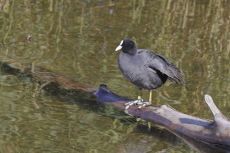 Eurasian Coot, coot rail, (Fulica atra), standing on a branch of a fallen tree on the lakeshore,