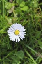 Daisy (Bellis perennis), flower on a lawn in a garden, Wilnsdorf, North Rhine-Westphalia, Germany