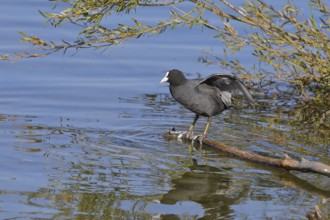 Eurasian Coot, coot rail, (Fulica atra), standing on a branch of a fallen tree on the lakeshore,