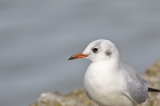Black-headed gull (Chroicocephalus ridibundus), standing on a wall on the lakeshore, animal