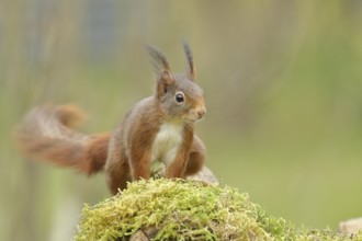 Eurasian red squirrel (Sciurus vulgaris), sitting on mossy forest floor, Wildlife, Wilnsdorf, North