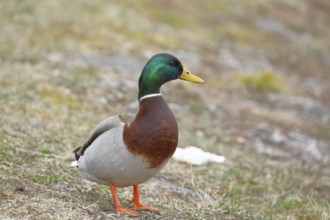 Mallard (Anas platyrhynchos), male, drake, standing on a slope on the lakeshore, Chiemsee, Prien,